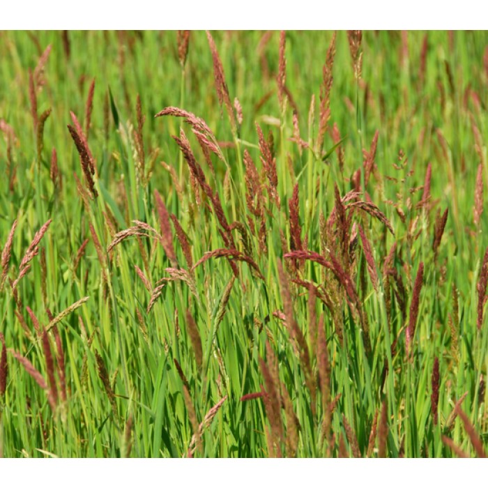 Червена Власатка Максима 1 Festuca rubra Maxima 1