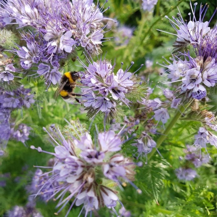 Фацелия Phacelia tanacetifolia
