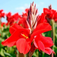 Кана dark Red Dazzler - 1 бр луковицa