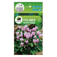Циклама Cyclamen Neapolitanum - 1 бр луковицa