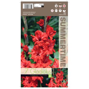 Гладиоли Fire Cracker Gladiolus L - 7 бр луковици