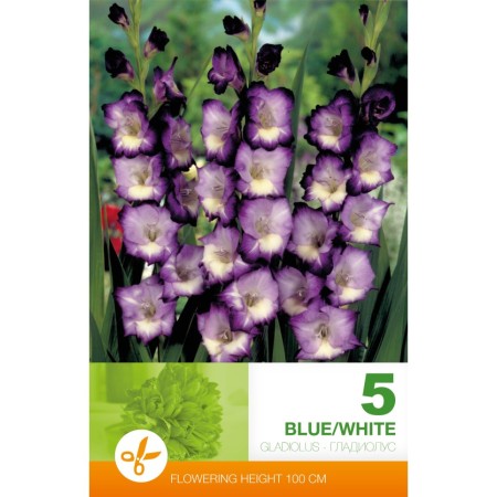 Гладиола бяло и синьо Gladiolus blue white - 5 бр луковицa