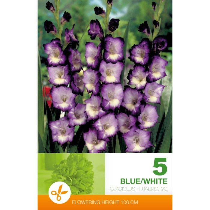 Гладиола бяло и синьо Gladiolus blue white - 5 бр луковицa