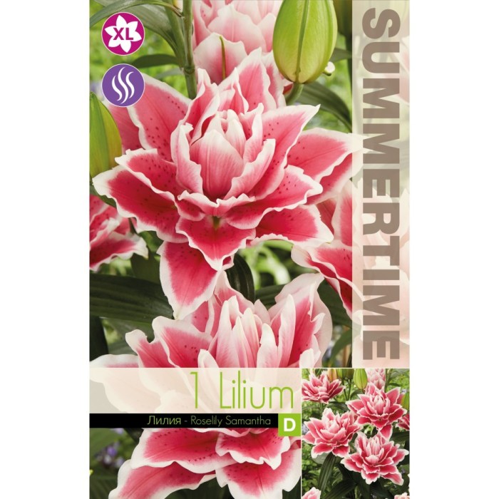 Лилиум Decorative Double Roselily Samant - 1 бр луковицa