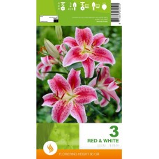 Лилиум Decorative Red White - 1 бр луковицa