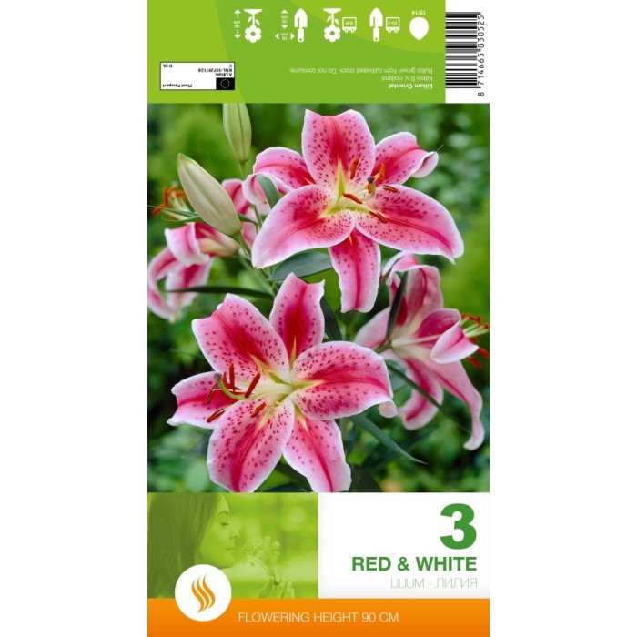 Лилиум Decorative Red White - 1 бр луковицa