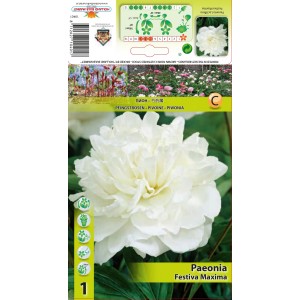 Божур Бял Фестива Максима Paeonia Festiva Maxima (Paeonia lactiflora) - 1 бр луковицa
