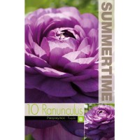 Лютиче лилаво Ranunculus purple - 10 бр луковици