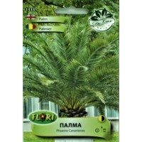 Палма (Карибска) финикова Phoenix Canariensis