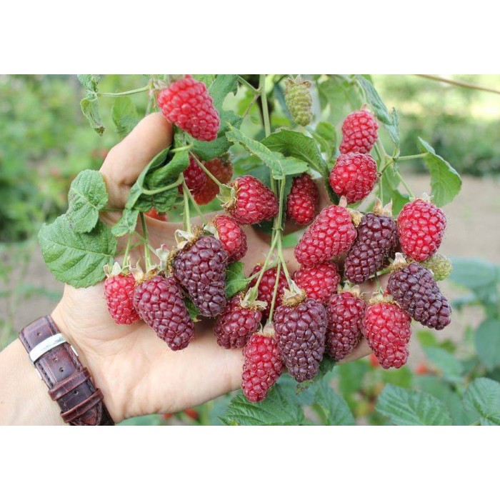 Логанбери (Loganberry) – без бодли