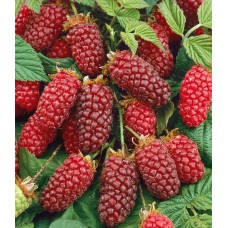 Логанбери (Loganberry) – без бодли