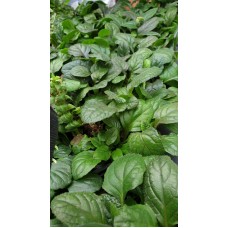 Аюга (Срещниче) Ajuga в саксия