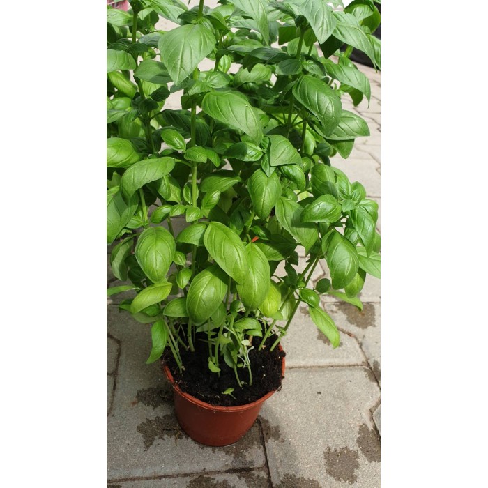Разсад Босилек Ocimum basilicum
