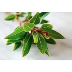 Разсад Дафинов лист (лавър, дафин) Laurus nobilis