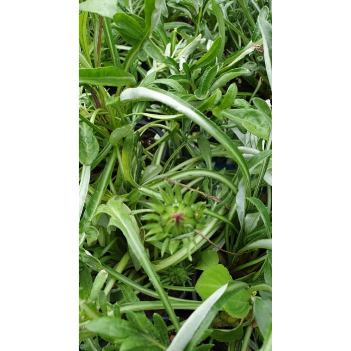 Газания Gazania rigens в саксия