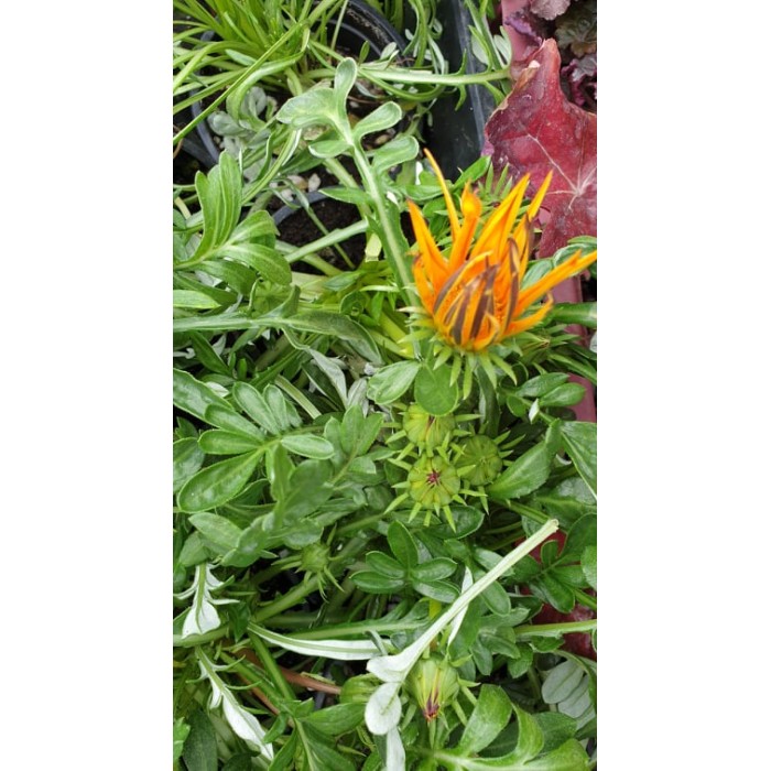 Газания Gazania rigens в саксия