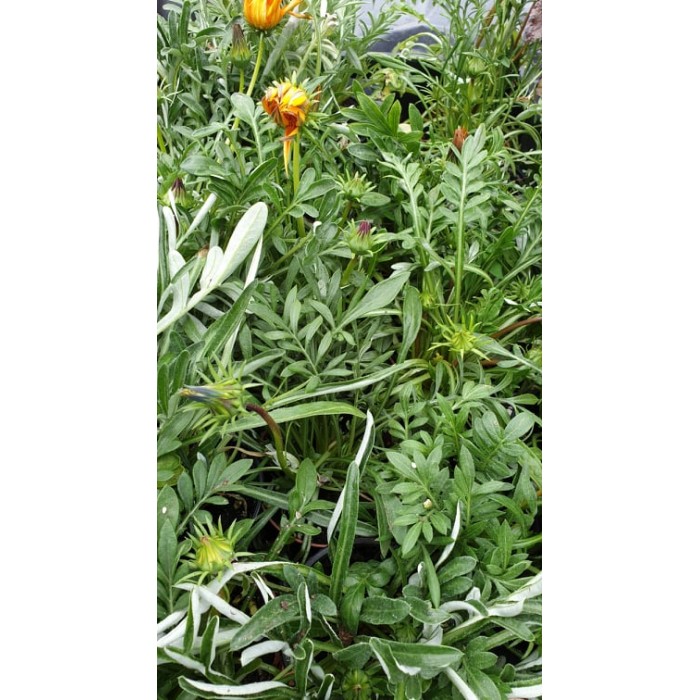 Газания Gazania rigens в саксия