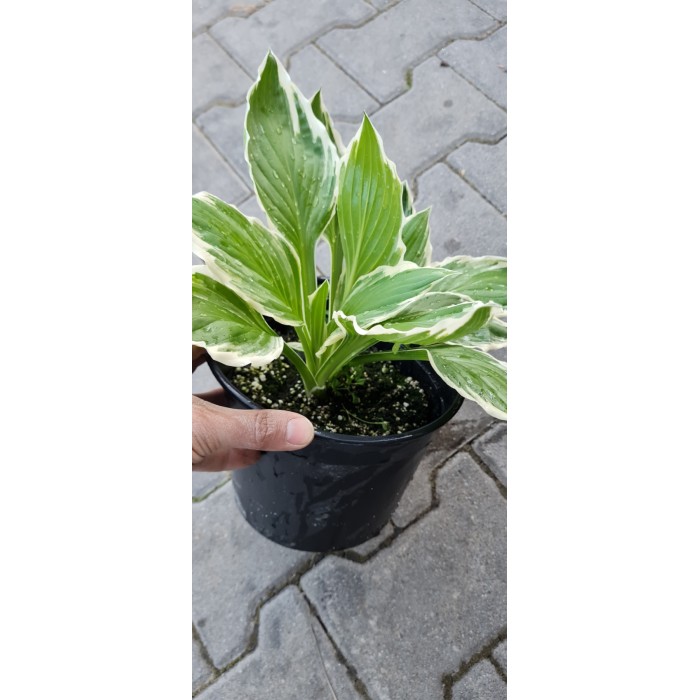 Разсад Хоста Hosta (различни цветове)