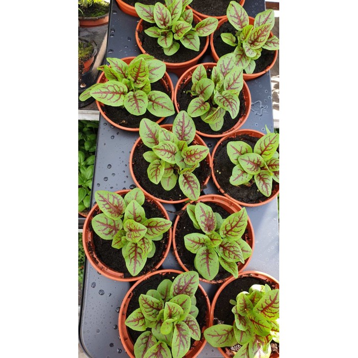 Киселец с червени жилки в саксия Rumex red blood