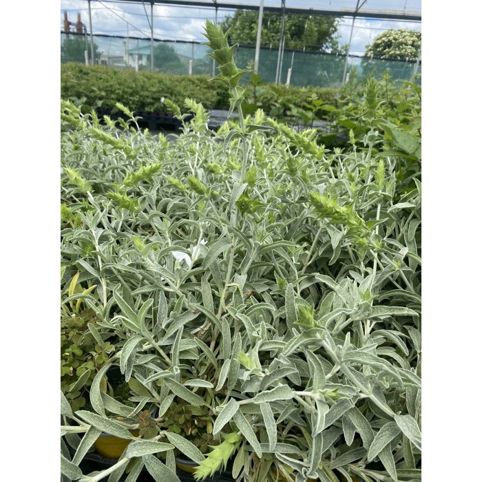 Разсад Критски чай Sideritis syriaca