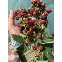 Къпина Rubus Fruticosus Thornless Evergreen (Oregon) - вечнозелена