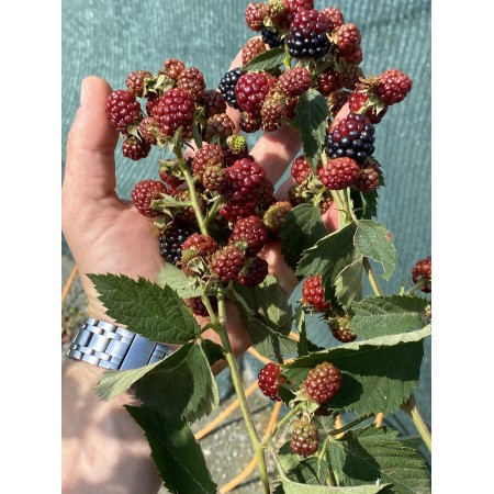 Къпина Rubus Fruticosus Thornless Evergreen (Oregon) - вечнозелена