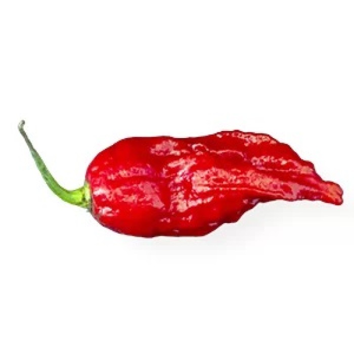 Много люти чушки в саксия (различни видове, височина 80-110 см) Hot peppers in pot