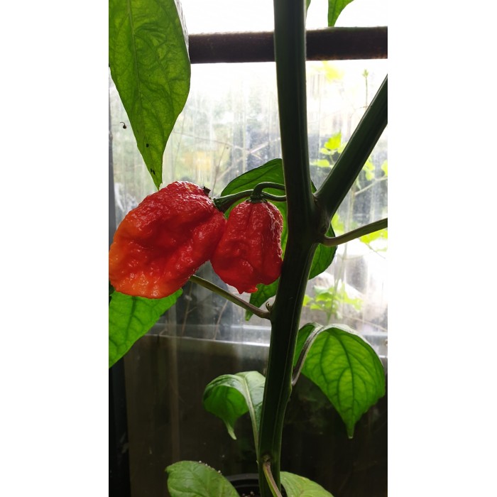 Много люти чушки в саксия (различни видове, височина 80-110 см) Hot peppers in pot