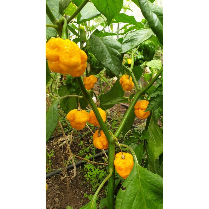 Много люти чушки в саксия (различни видове, височина 80-110 см) Hot peppers in pot