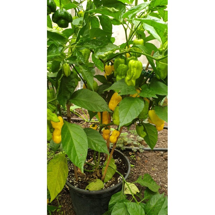 Много люти чушки в саксия (различни видове, височина 80-110 см) Hot peppers in pot