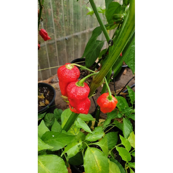 Много люти чушки в саксия (различни видове, височина 80-110 см) Hot peppers in pot