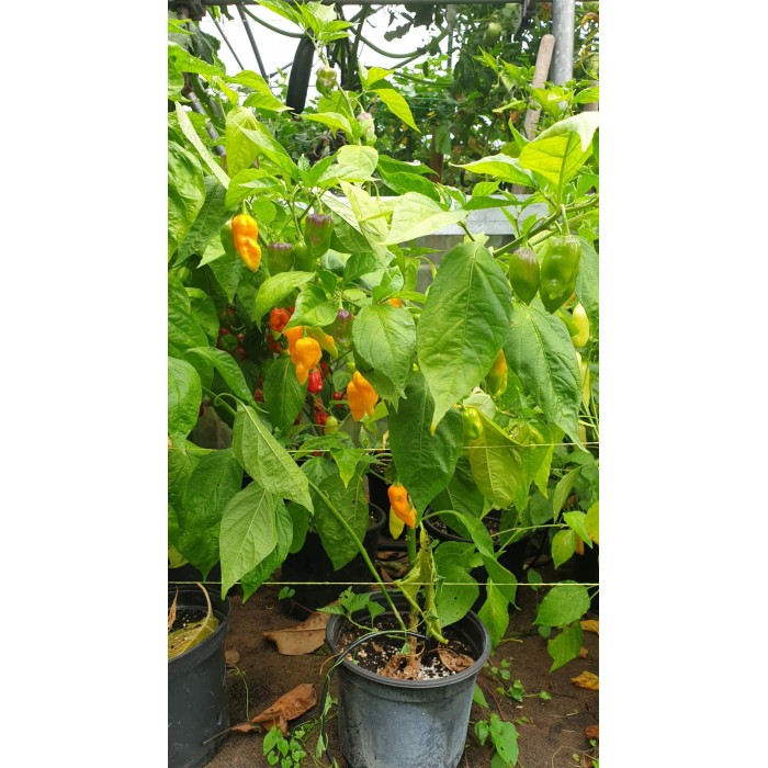 Много люти чушки в саксия (различни видове, височина 80-110 см) Hot peppers in pot