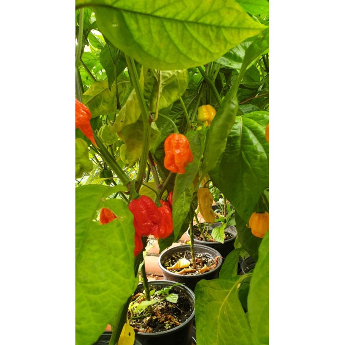 Много люти чушки в саксия (различни видове, височина 80-110 см) Hot peppers in pot