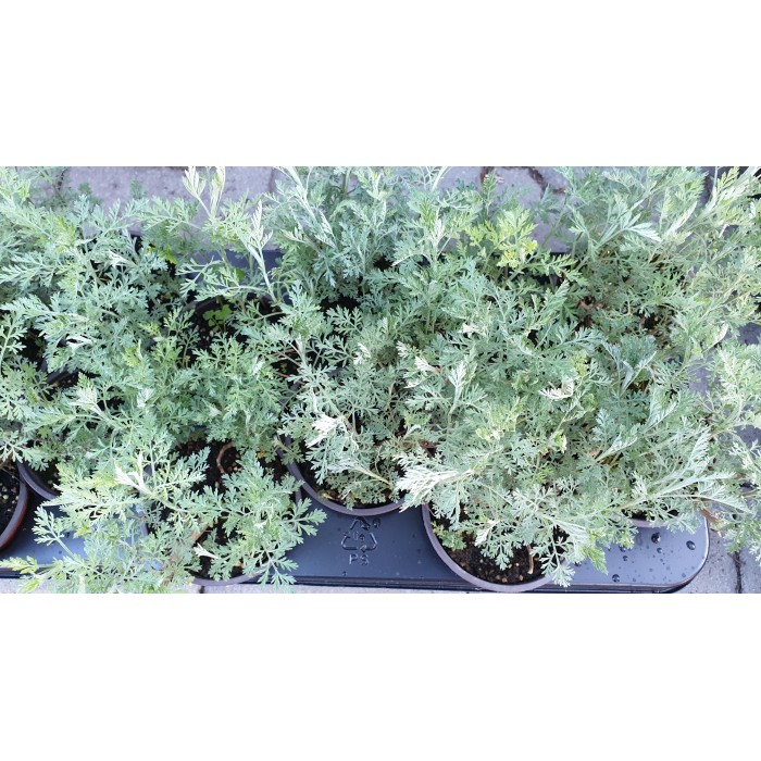 Разсад Сладък Пелин Artemisia annua - билката която мори РАКА