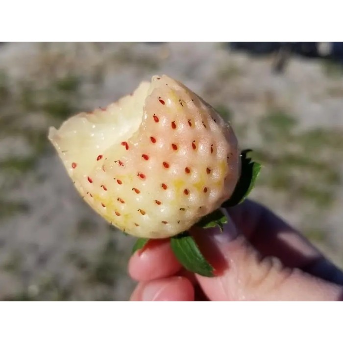 Разсад БЯЛА Ягода сорт White wonder
