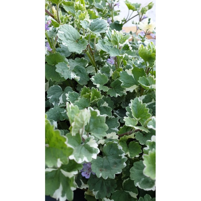 Разсад Глехома Вариегата Glechoma hederacea Variegata