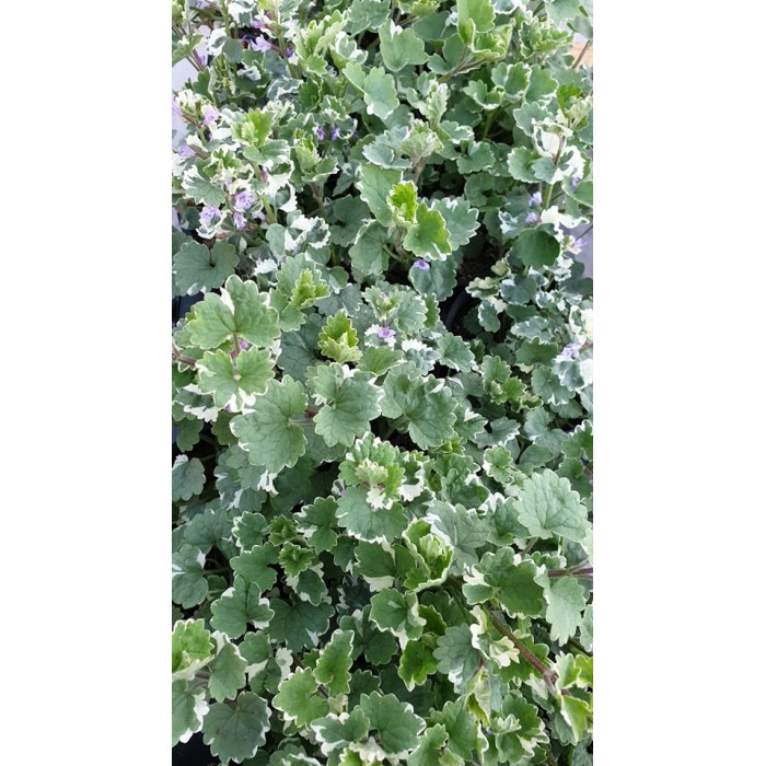 Разсад Глехома Вариегата Glechoma hederacea Variegata