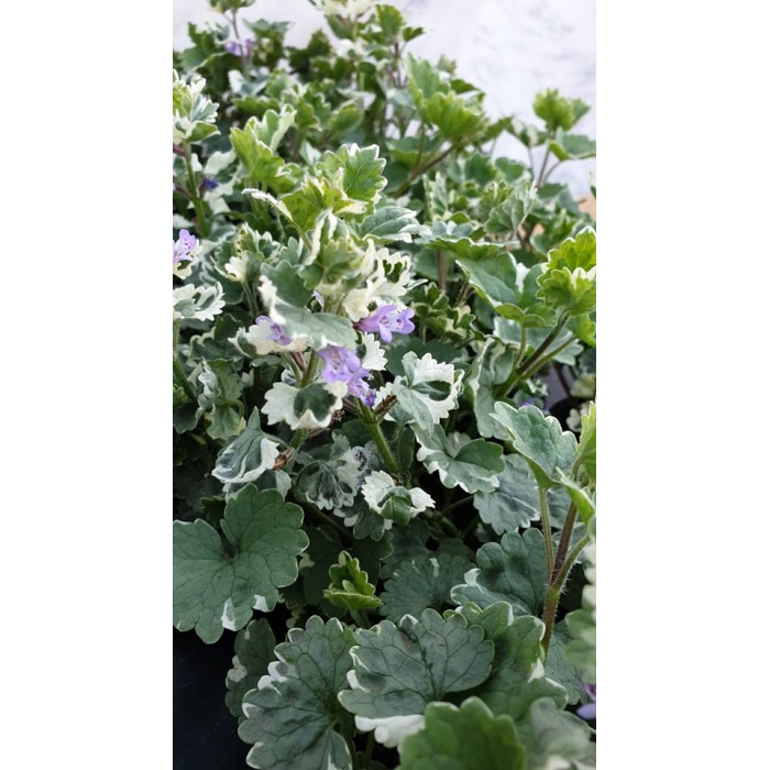 Разсад Глехома Вариегата Glechoma hederacea Variegata
