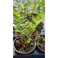 Разсад Девесил Levisticum officinale