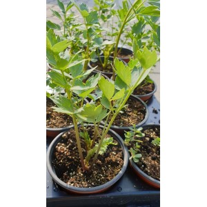 Разсад Девесил Levisticum officinale