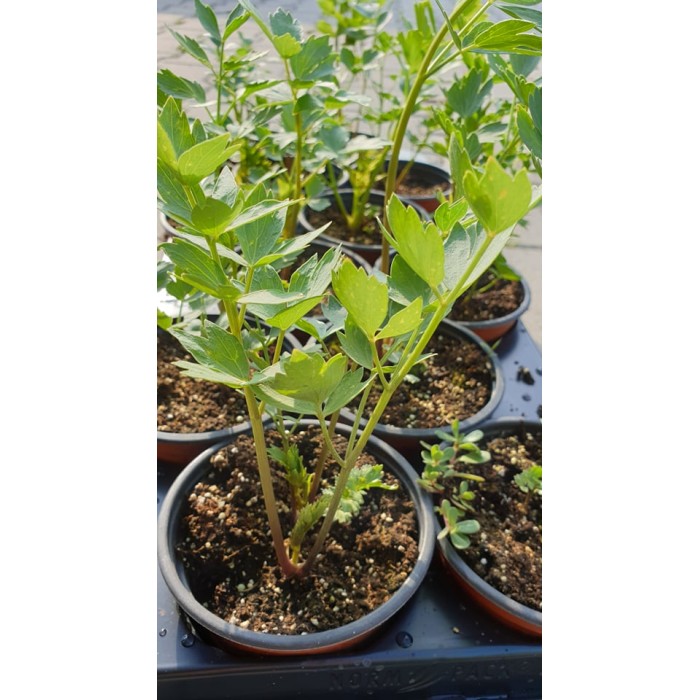 Разсад Девесил Levisticum officinale