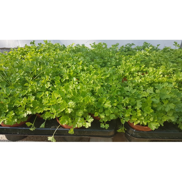 Разсад Магданоз Petroselinum crispum