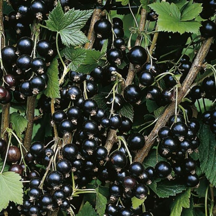 Разсад Йоща Jostaberry (Ribes × nidigrolaria) - хибрид между касис и цариградско грозде