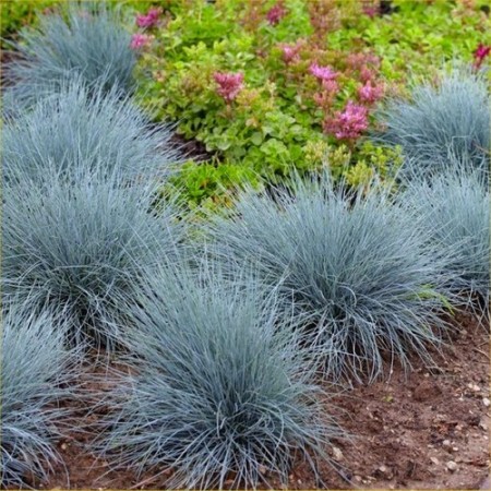 Фестука, синя трева Festuca glauca