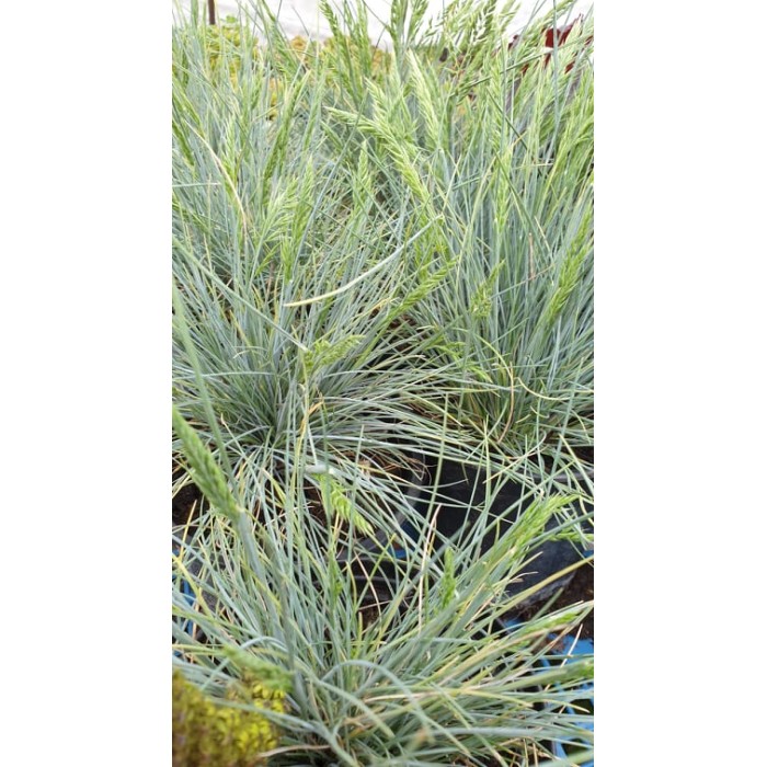 Фестука, синя трева Festuca glauca