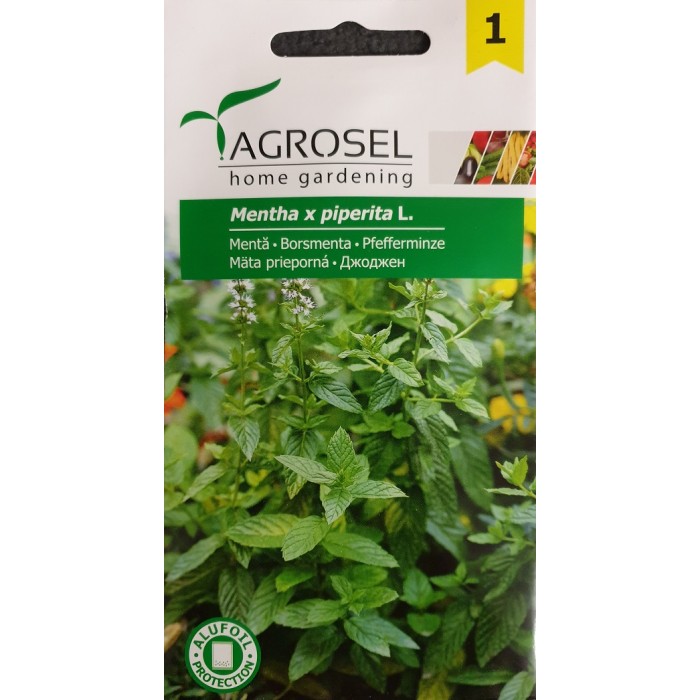 Джоджен Mentha piperita