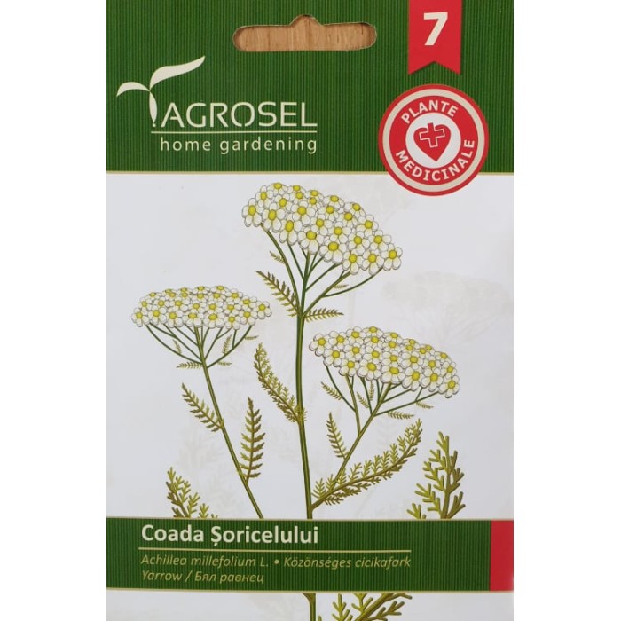 Бял равнец Achillea millefolium