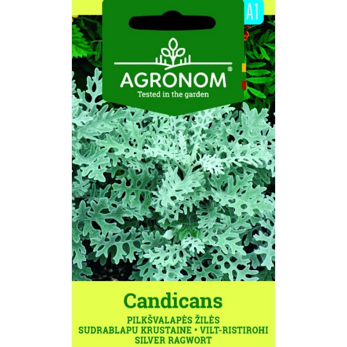Сенецио Candicamas