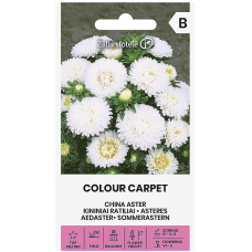 Астри Бели Цветен килим Callistephus chinensis L Ness Colour Carpet