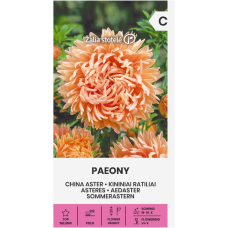 Астри Коралови Паеони Callistephus chinensis L Ness Paeony